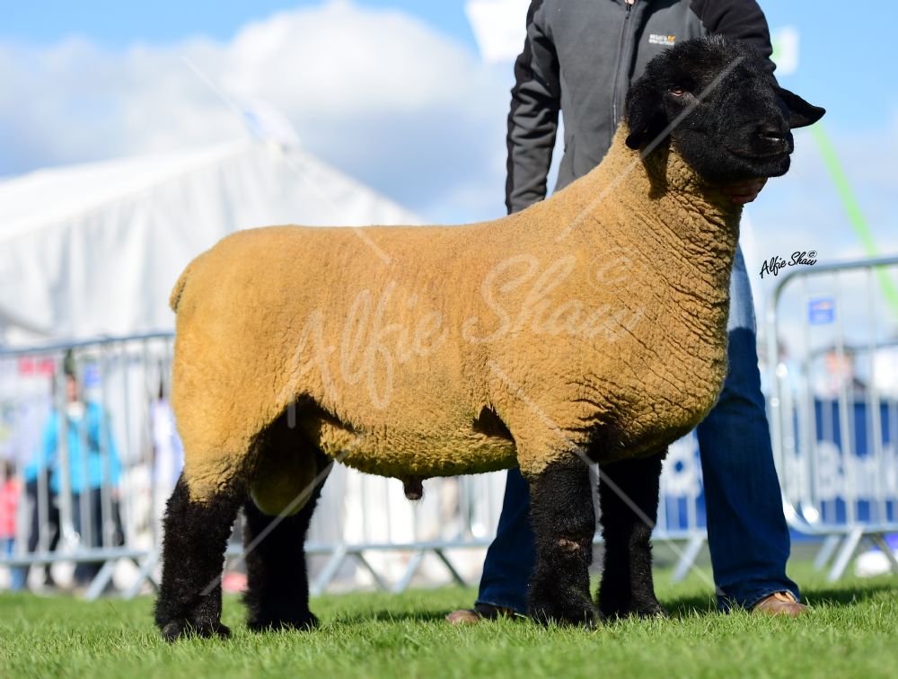 Willie Tait first prize shearling ram